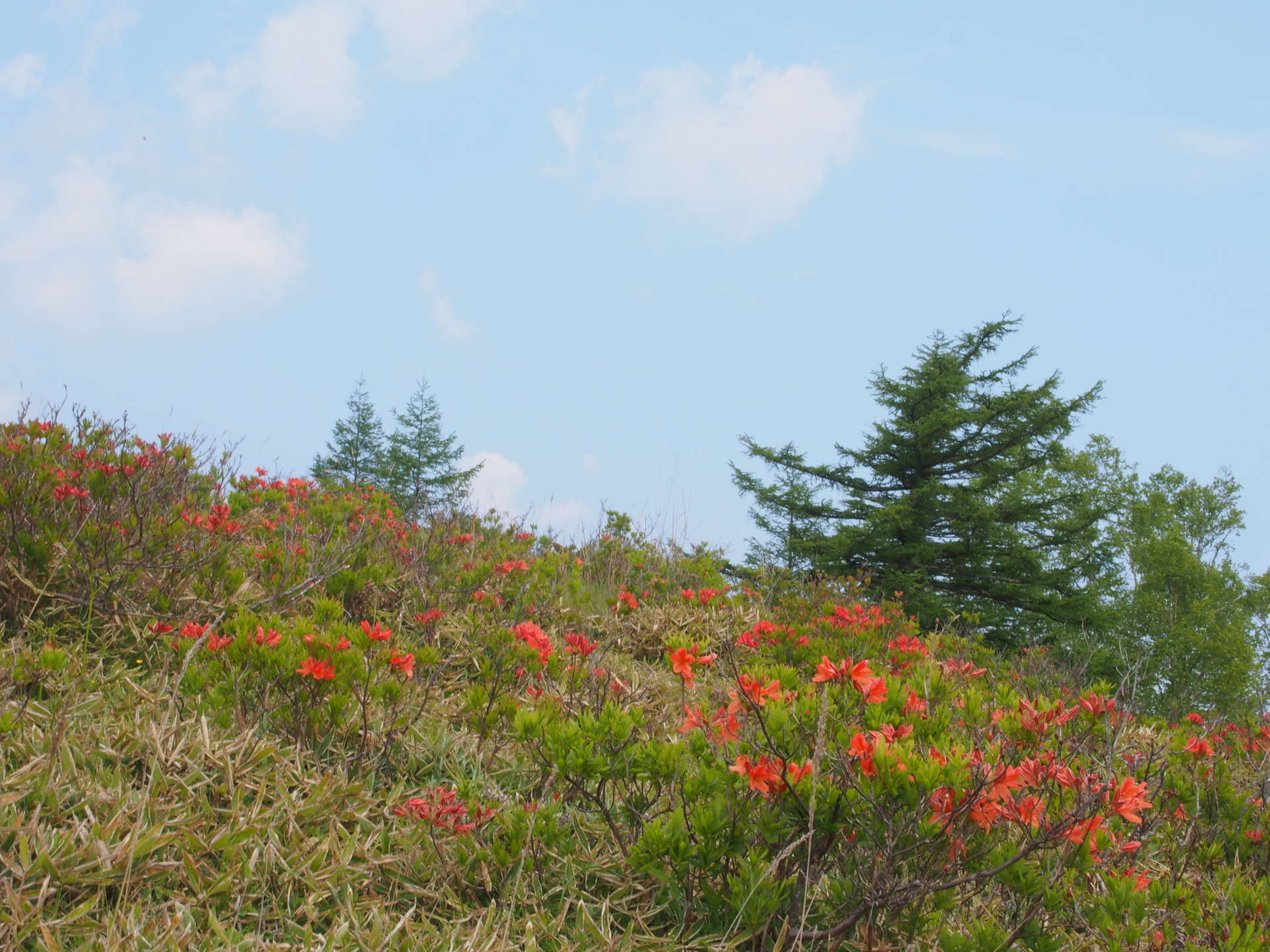 甘利山 千頭星山イベント報告 山noboro にらさき登山イベント